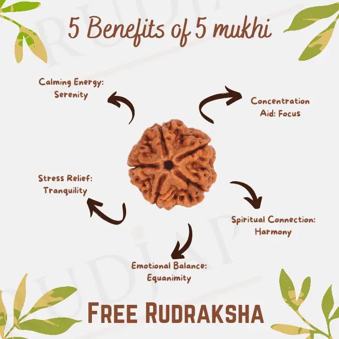 Get Free 5 Mukhi Rudraksha Today with Every Purchase - Rudjap