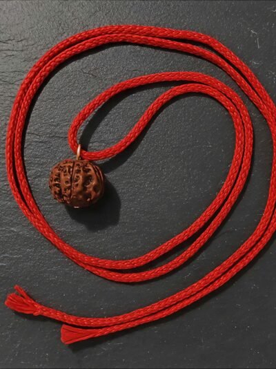 Get Free 5 Mukhi Rudraksha Original from Nepal